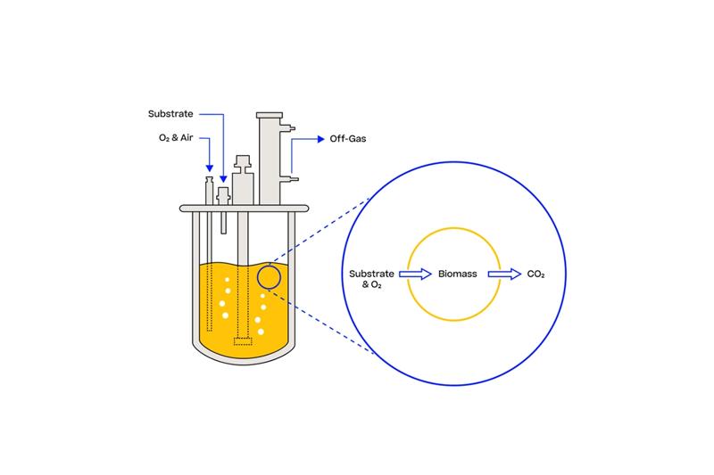 细胞​将​底物​和​氧气转化​为​二氧化碳​和​生物​质​的​简化​示意图